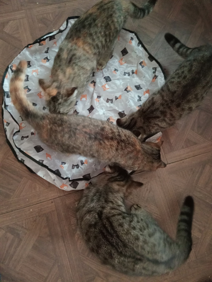 - Что там? Мышь?