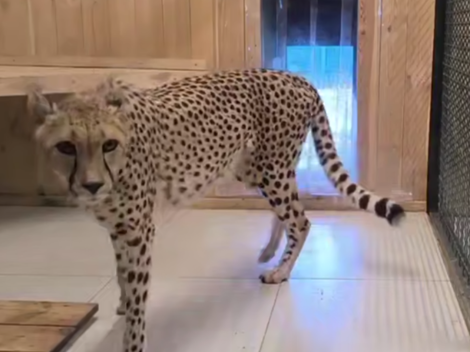    Фото: Центр воспроизводства редких видов животных