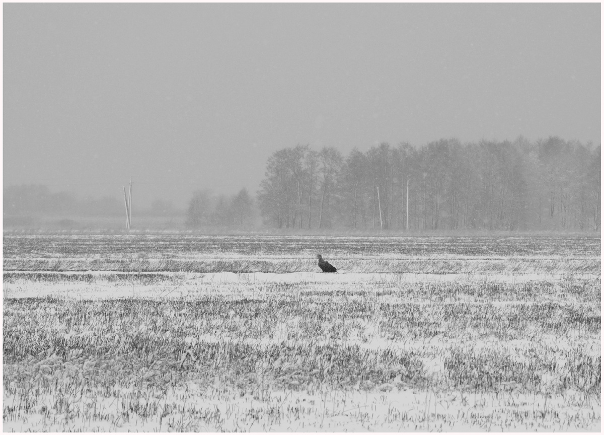 Калининградская область. Фото: М. Рябинин