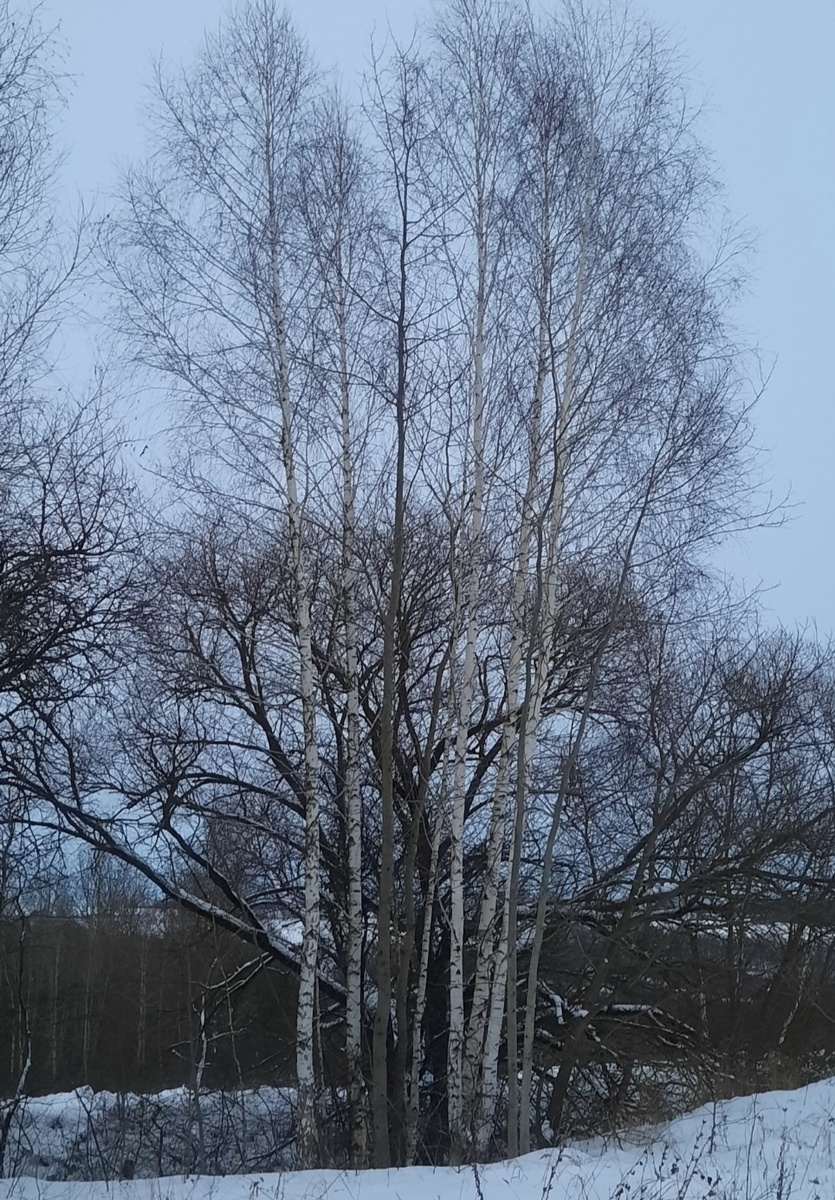 Осины и берёзы вместе. Фото автора 