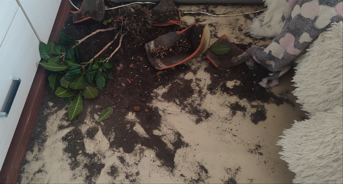 Вот такая "красота" ожидала меня дома... 