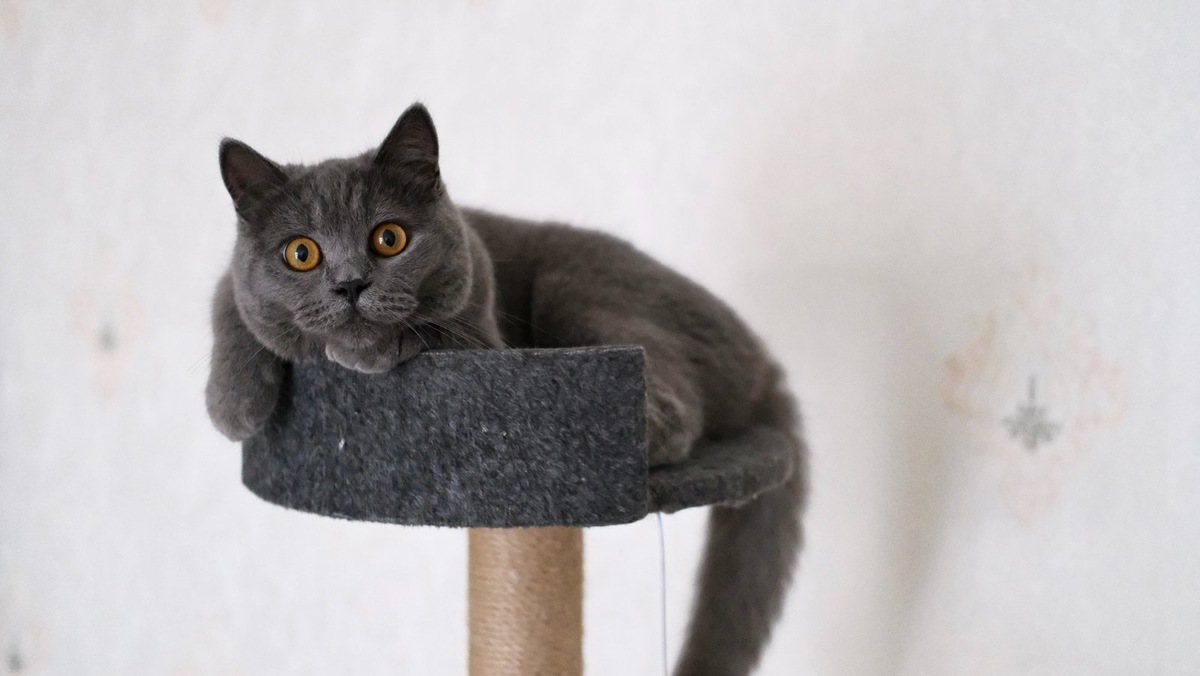    Приучение кошки требует терпения и времени.