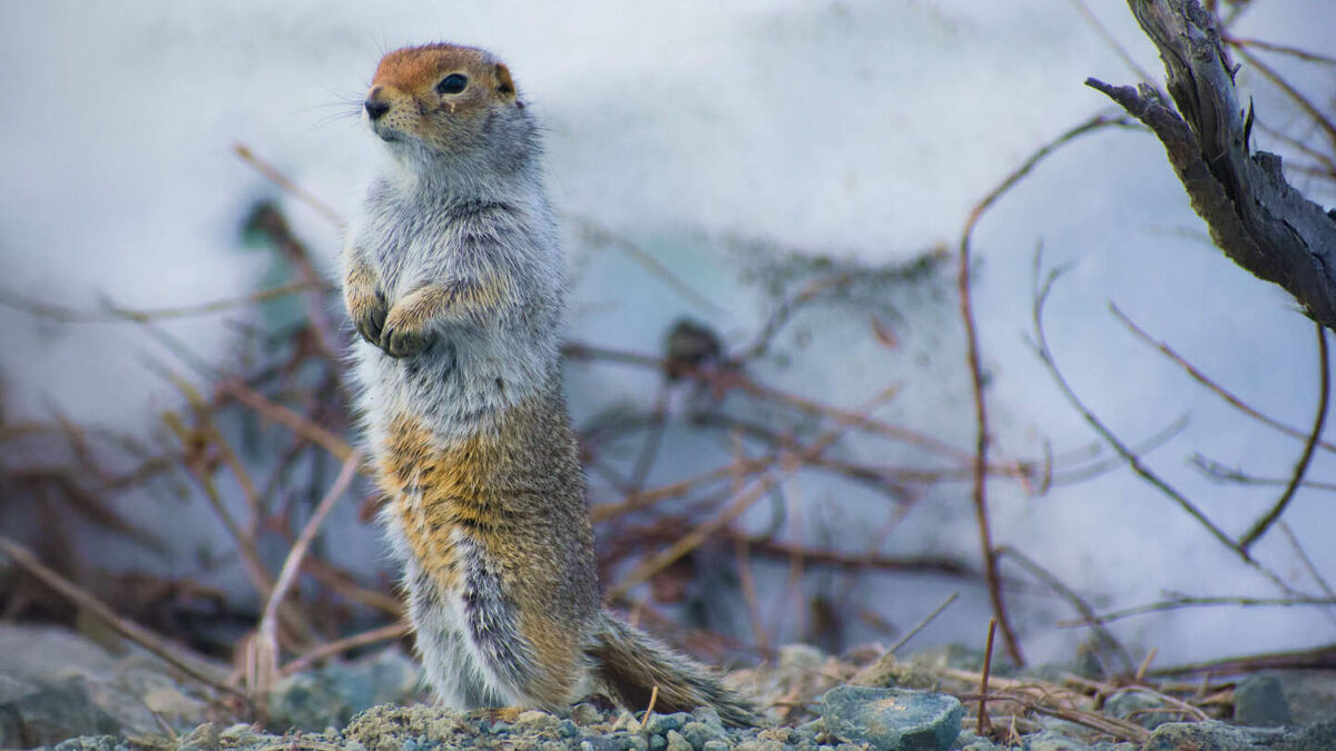     Фото: Lily McWilliams/Shutterstock/FOTODOM Американский суслик впадает в спячку на восемь месяцев, и его тело охлаждается почти на 40°