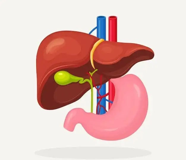 До еды сбрасывать желчь бессмысленно