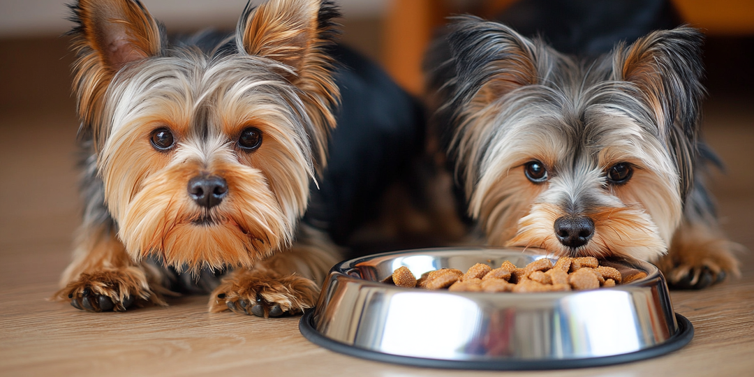 В Ленобласти к концу года зарегистрировали по морде почти 83 тысячи питомцев
