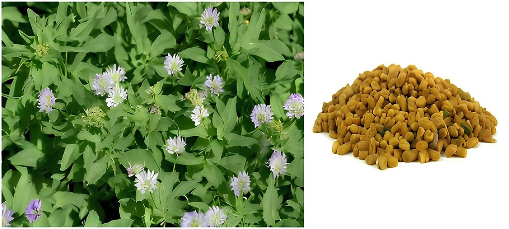 Цветущий пажитник и его семена