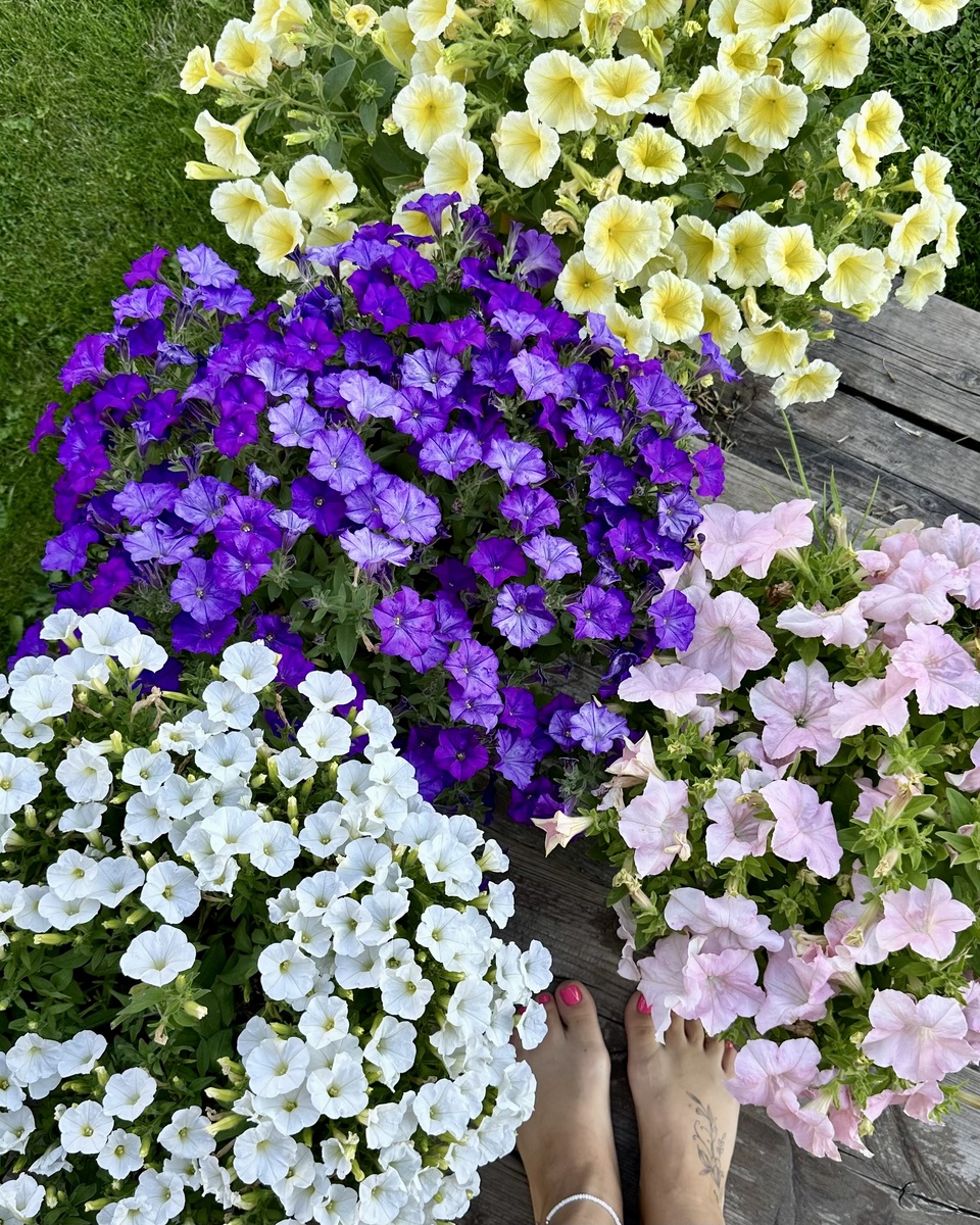 Мои петунии в 2023 году
