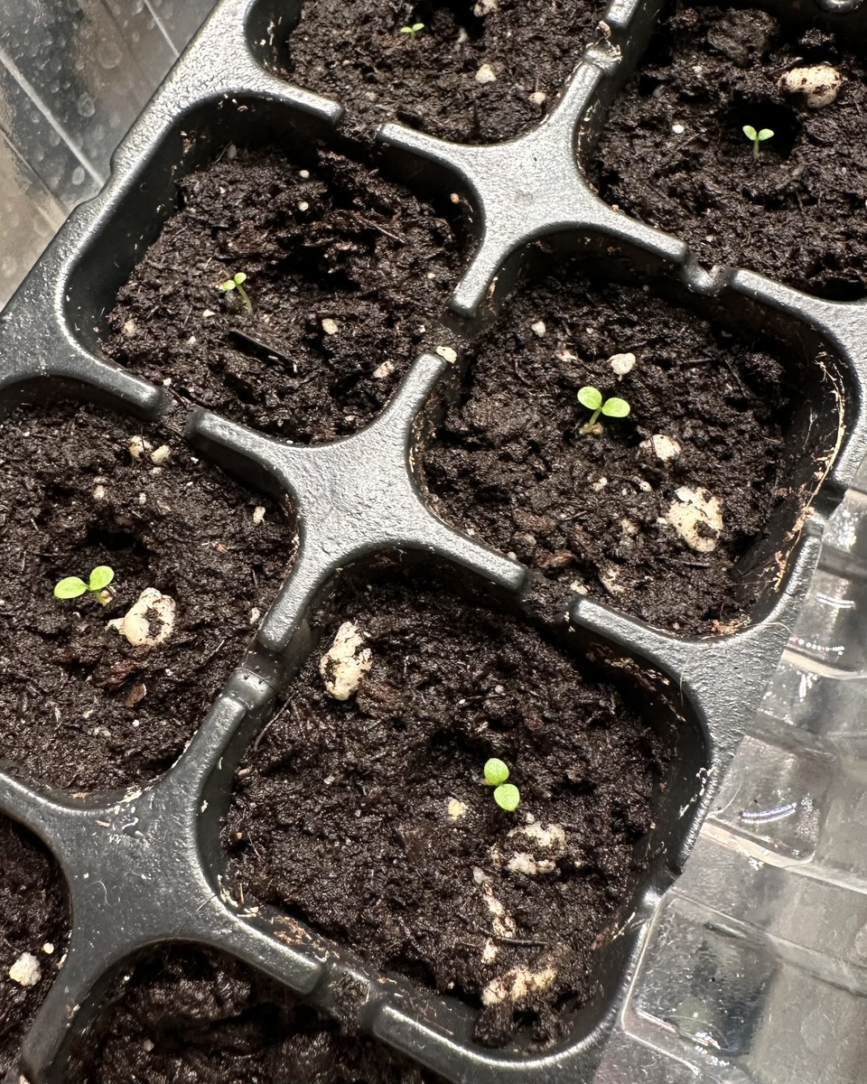 Вот такие они спустя ровно неделю от посадки. Но еще не все взошли. Ждем)