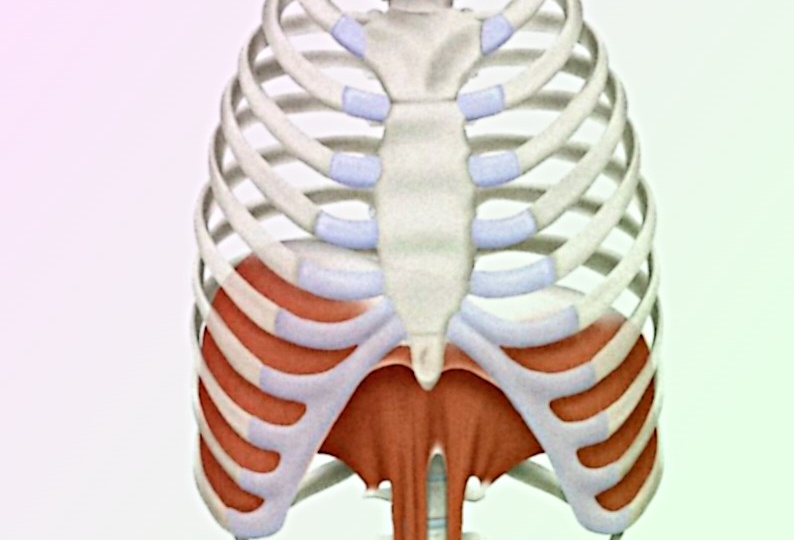 Спазм диафрагмы: причины, симптомы и лечение