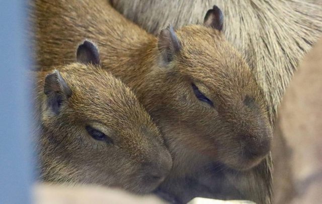    Капибары из Московского зоопарка