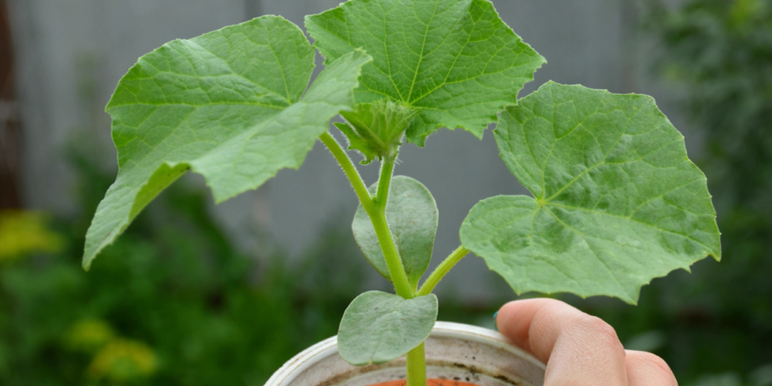 Рассада крепкая, урожай богатый. Отказался от привычной посадки огурцов в пользу японского метода