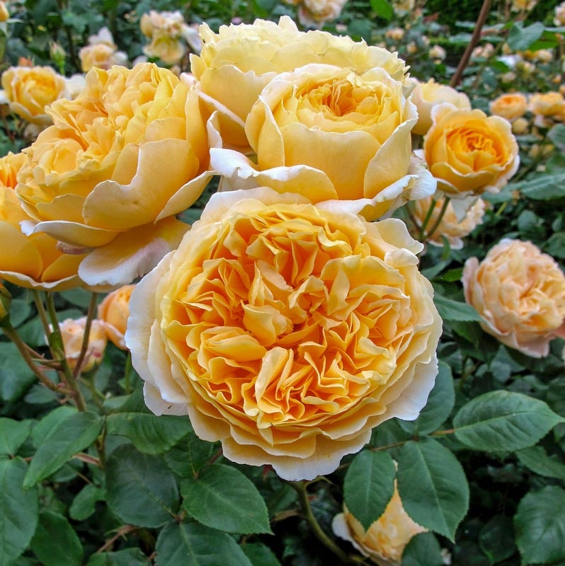 Роза "Teasing Georgia".