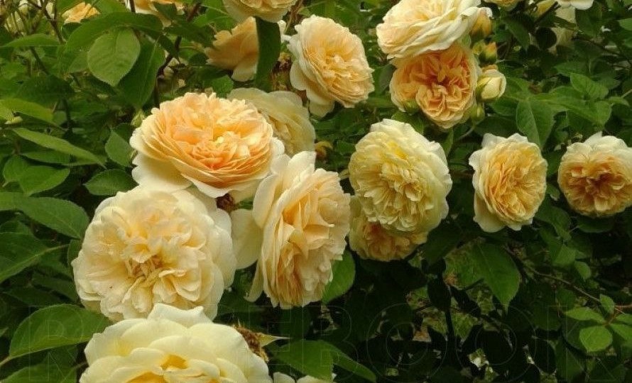 Роза для любимой женщины! Романтическая история создания розы.