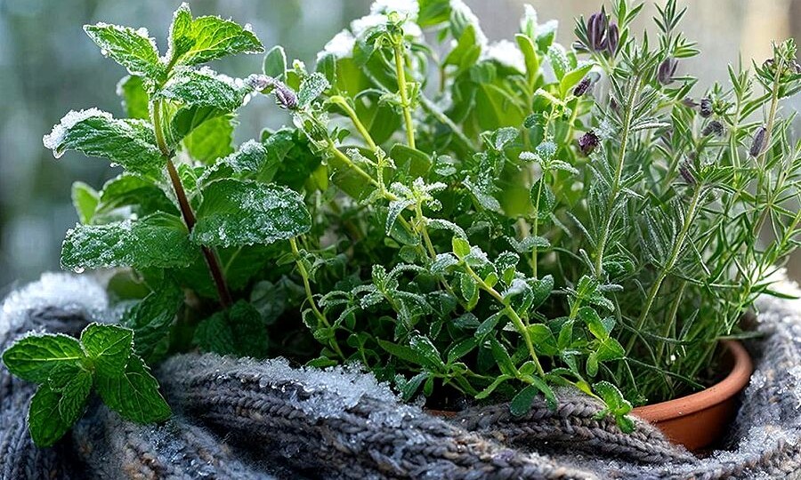 Какие пряные травы переживут зиму в саду? Вот 5 морозостойких трав! 🌿❄️