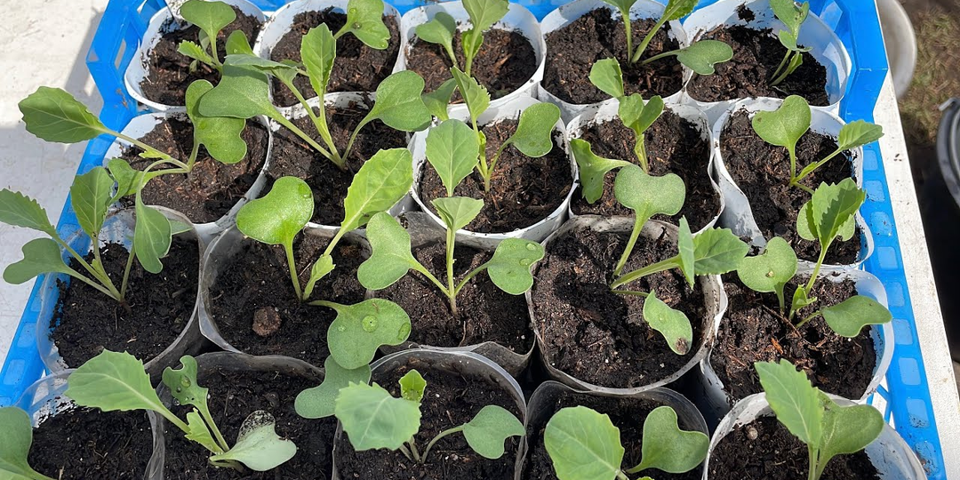 Сроки посадки капусты на рассаду в 2026 году, чтобы завязались все кочаны: проверенные дни и лунный календарь