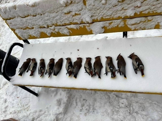 Источник: Уфа уличный репортер 