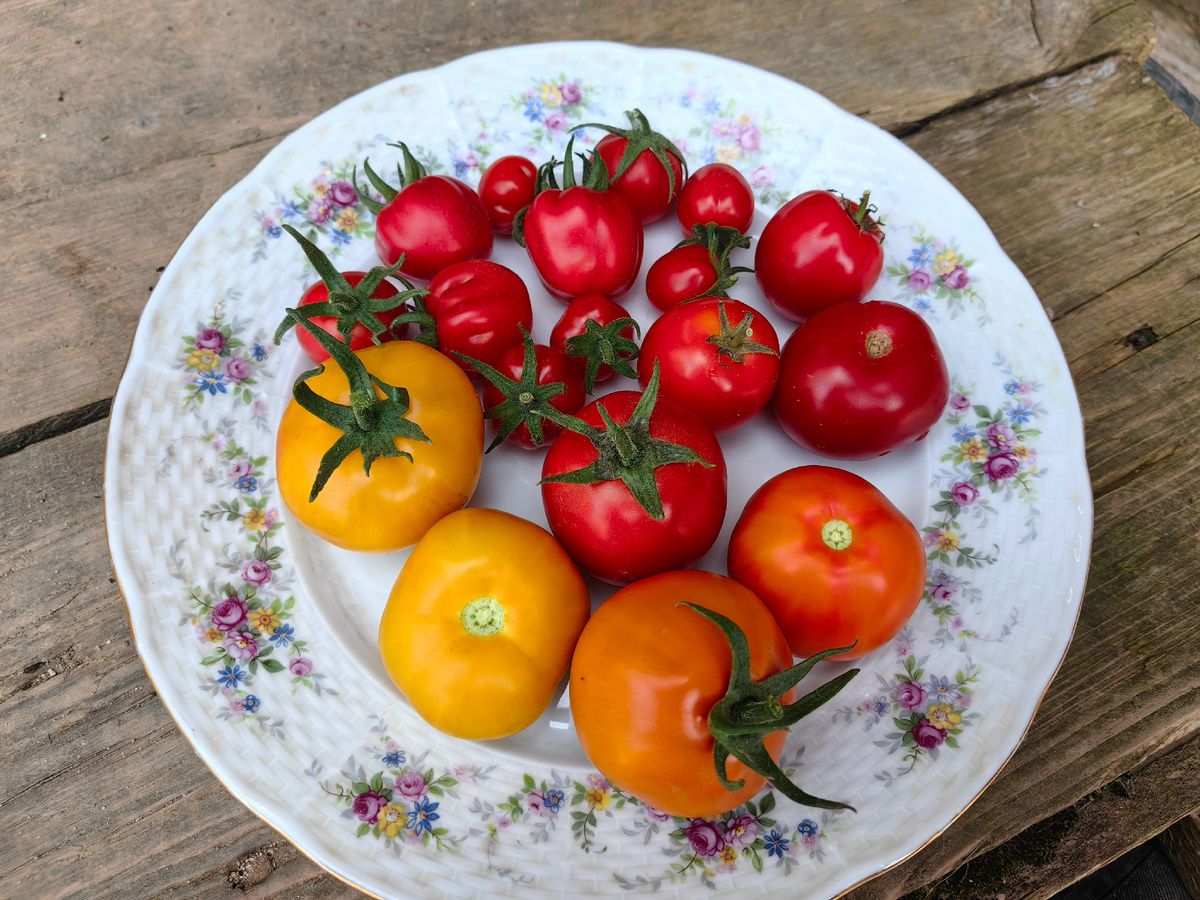 самые первые помидорки в 2025г)