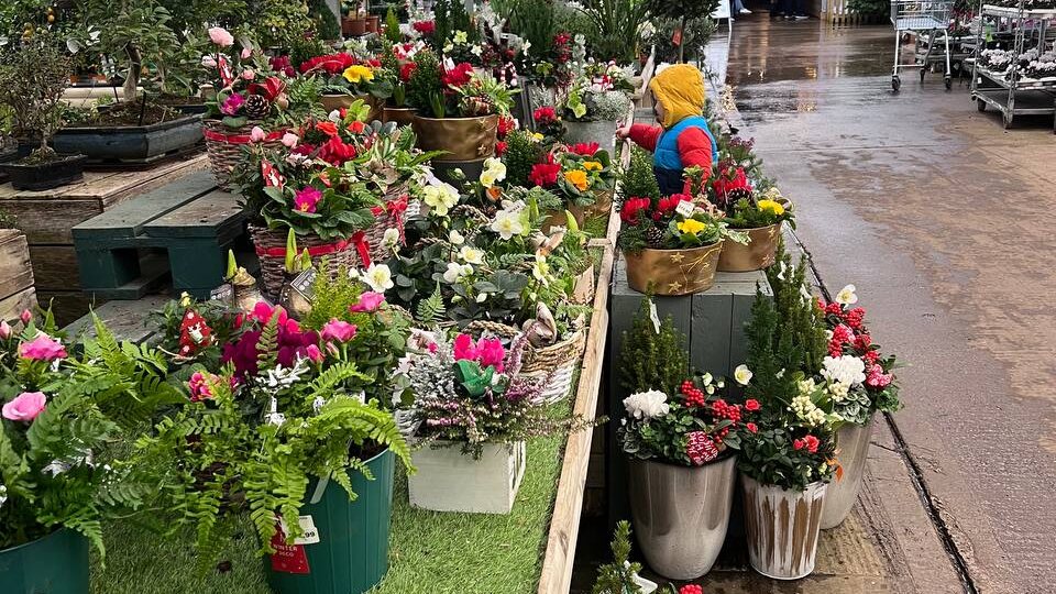 Что продают в английских садовых центрах зимой