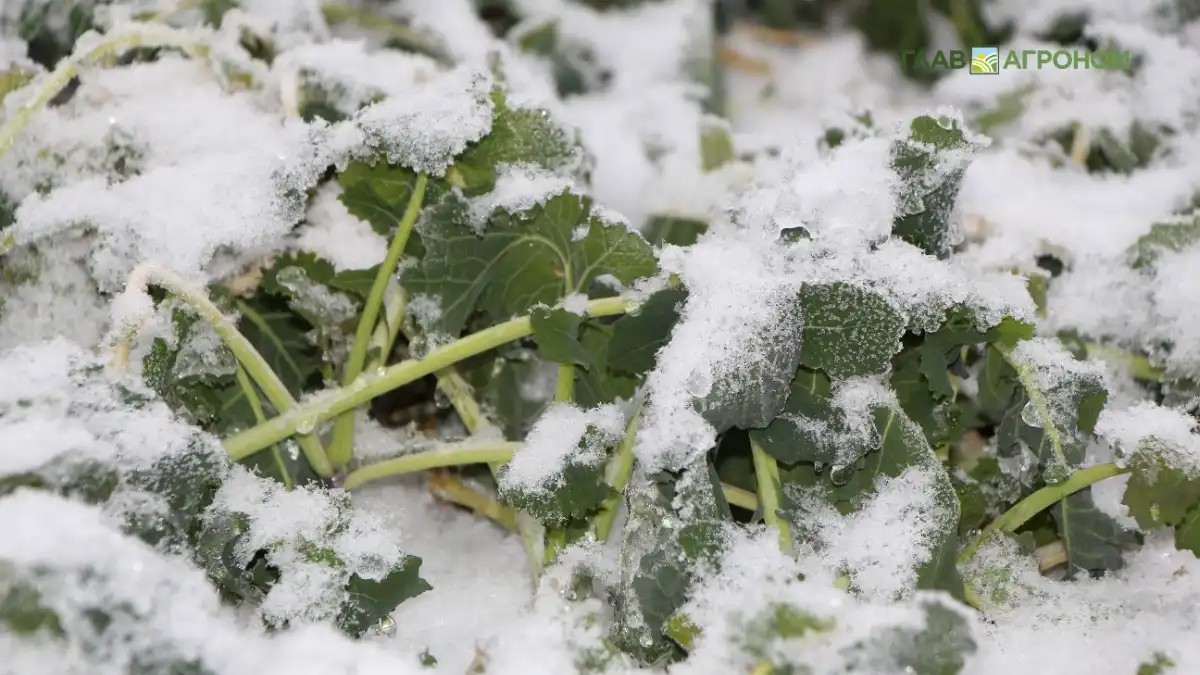 Фото:© Владимир Исаенко / Glavagronom.ruОсновы технологии выращивания озимого рапса