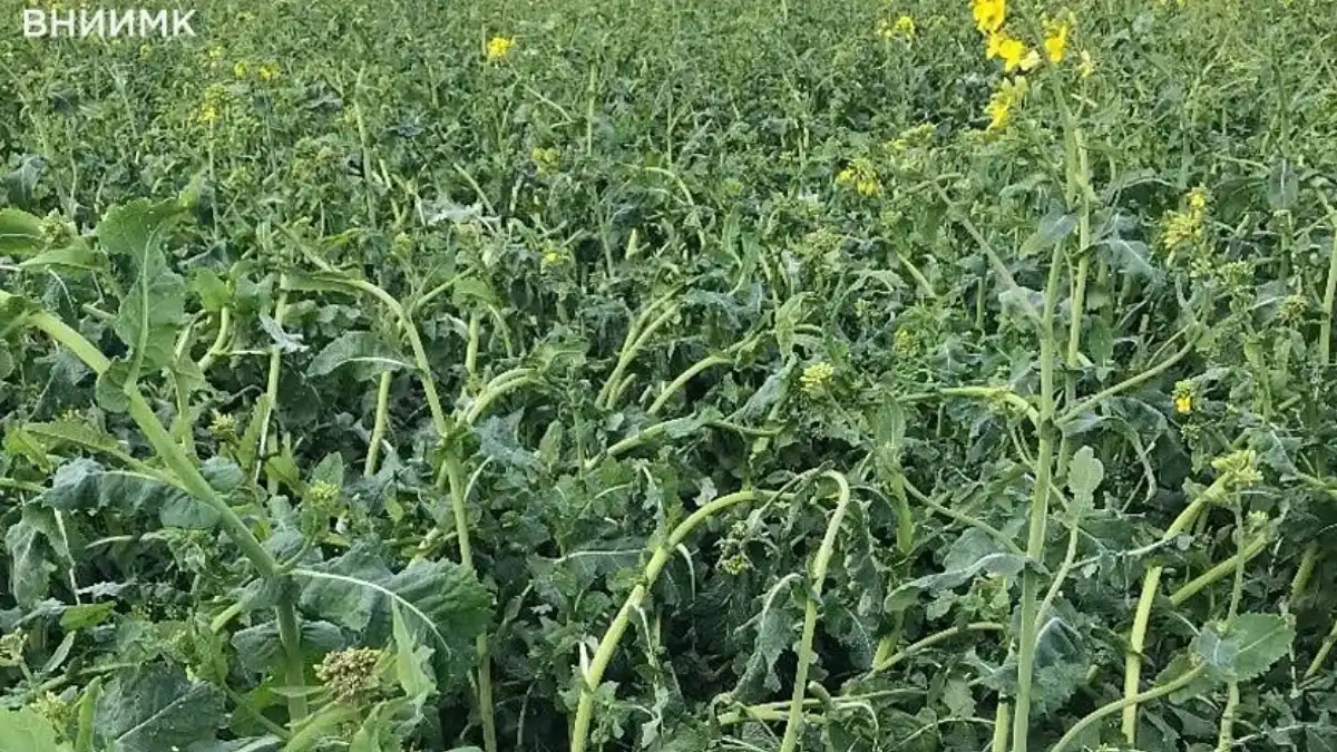 Фото: ВНИИМК«Лебединые шеи» на озимом рапсе