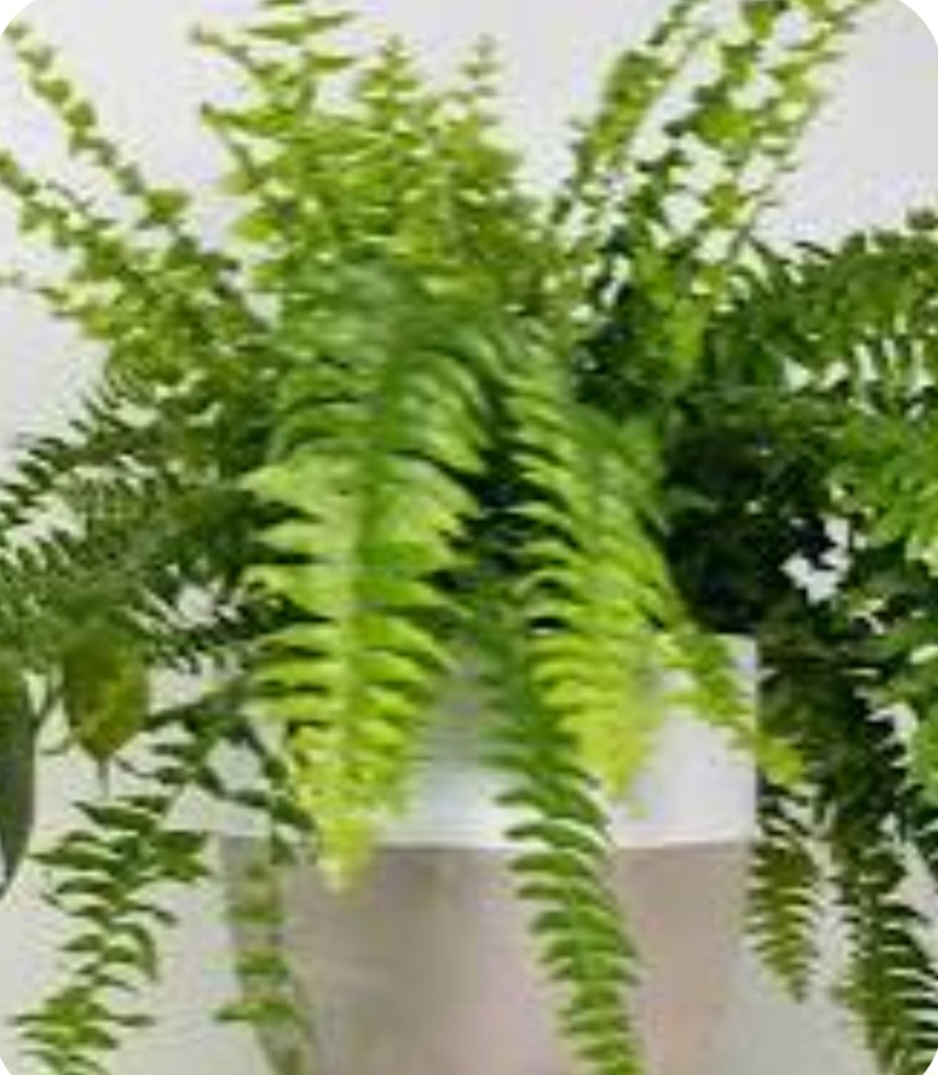 Папоротник нефролепис
