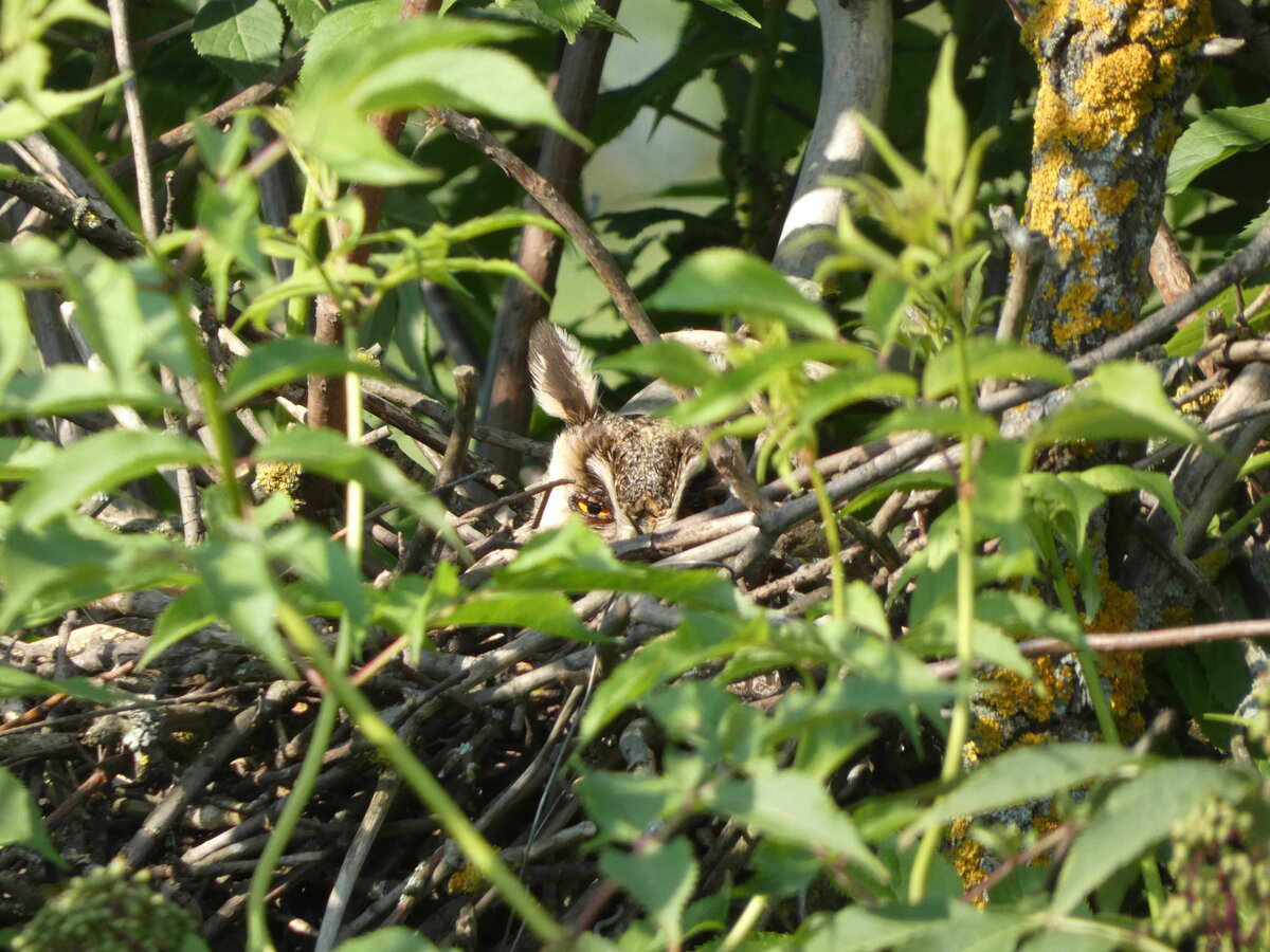 ушастая сова на гнезде