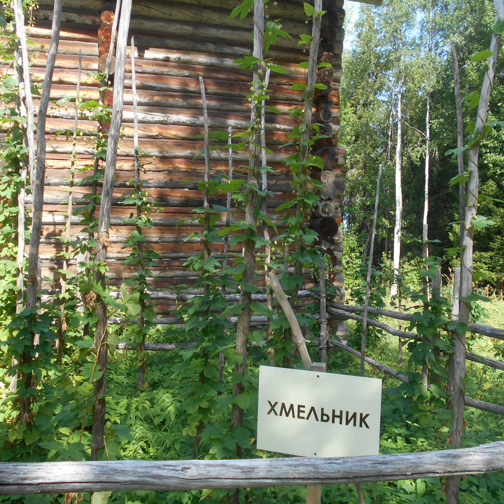 Хмельник. Реконструкция приусадебного выращивания хмеля в Малых Корелах близ Архангельска. Фото Татьяны Шабаевой