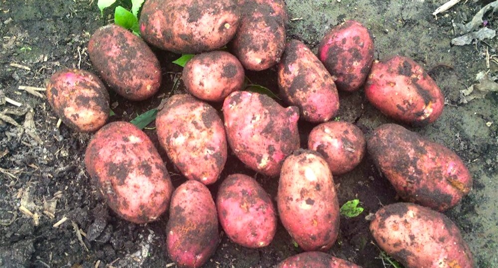 Картофель 140 вёдер с сотки — урожай мечты. Простая система, которая работает