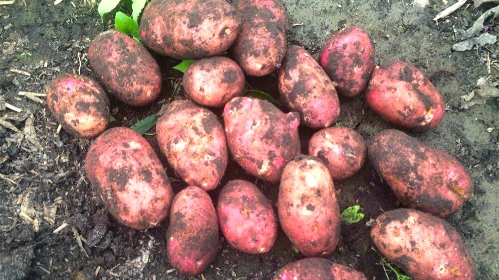 Ред Скарлет картофель