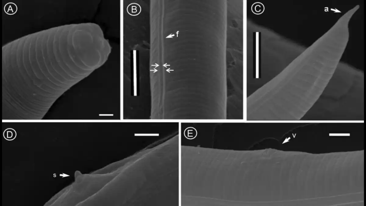 Фото:Cultivar MagazineВ растениях ипомеи выявили новый род и вид листовой нематоды Monteironema caresi