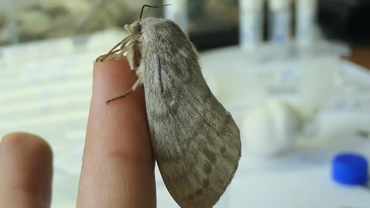 Фото: Александр Агеев / пресс-служба РНФБиологи нашли способ эффективно выращивать насекомых-защитников растений в лаборатории