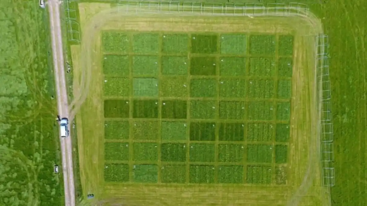 Фото:Cathal Somers, TeagascРазнообразие растений на пастбищах повышает урожайность и снижает потребность в удобрениях