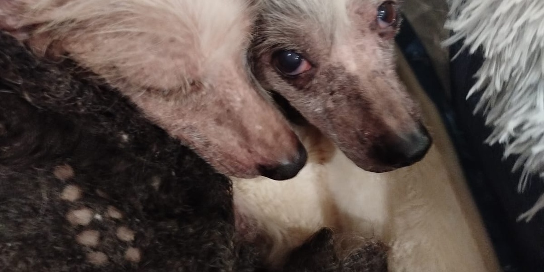 💔 Леля и Бруно: Пожилые "китайки" нуждаются в помощи!