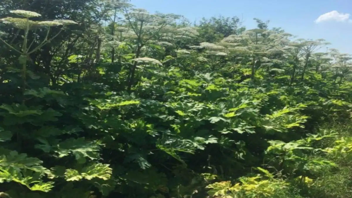 Telegram-канал Михаила ЕвраеваФото:Telegram-канал Михаила ЕвраеваУ собственника изъяли земельный участок из-за зарослей борщевика