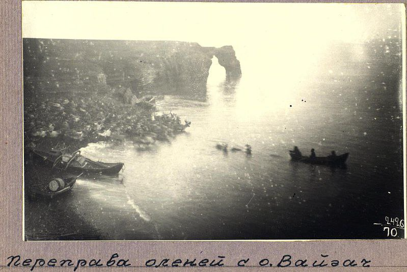 Пример, как олени хорошо плавают. Тут на фото переправа оленей с острова Вайгач на побережье (Югорский полуостров), 1914 год. Правда, расстояние которое они могут переплыть, составляет всего 10-12 км. Так что не любые проливы они преодолеют)