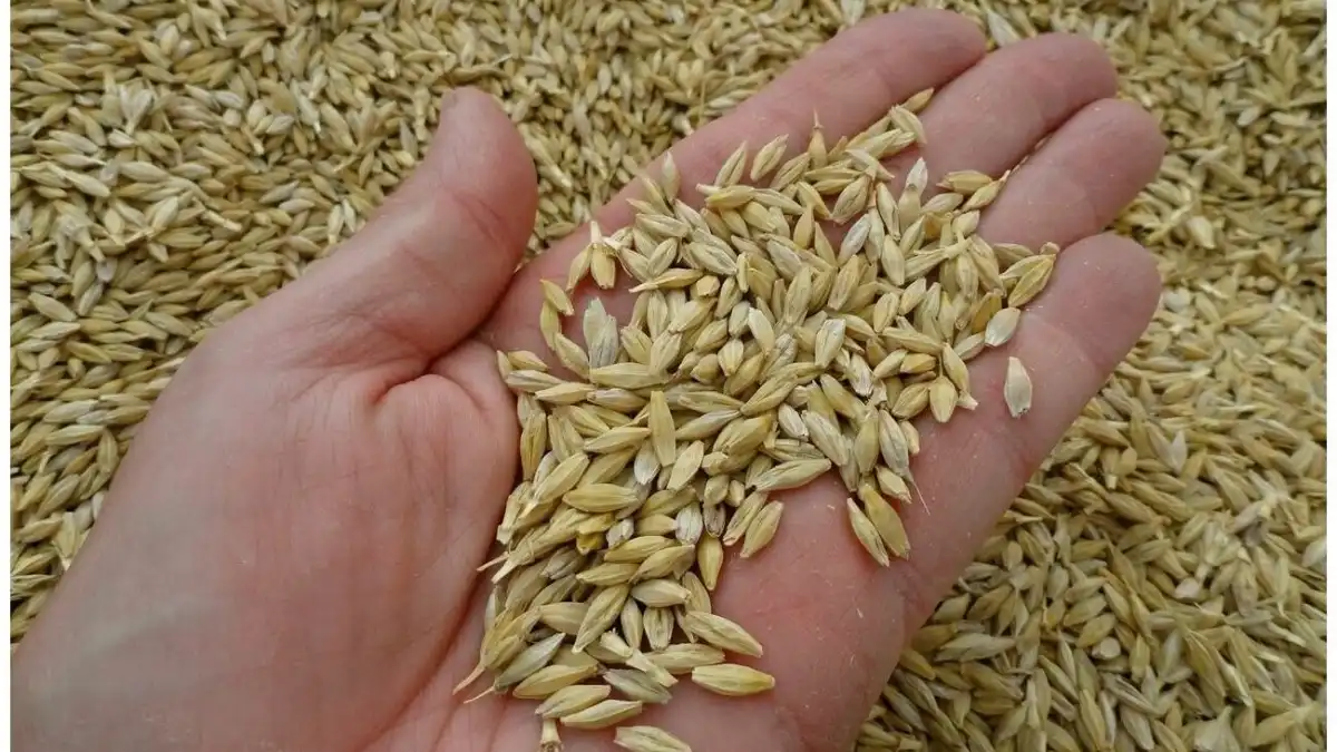 Фото: пресс-служба РГАУ-МСХА им. ТимирязеваИсследования по оценке морфологических признаков яровой мягкой пшеницы и ячменя