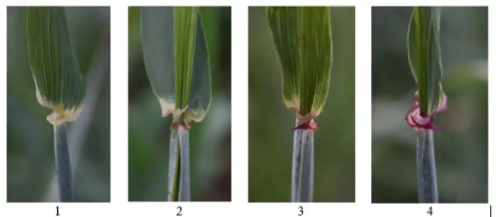 источник: пресс-служба РГАУ-МСХА им. Тимирязева
