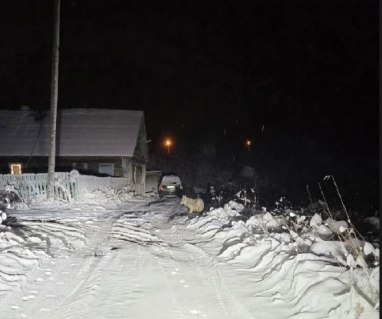    Фото: Совет депутатов Пудожского городского поселения/ ВК