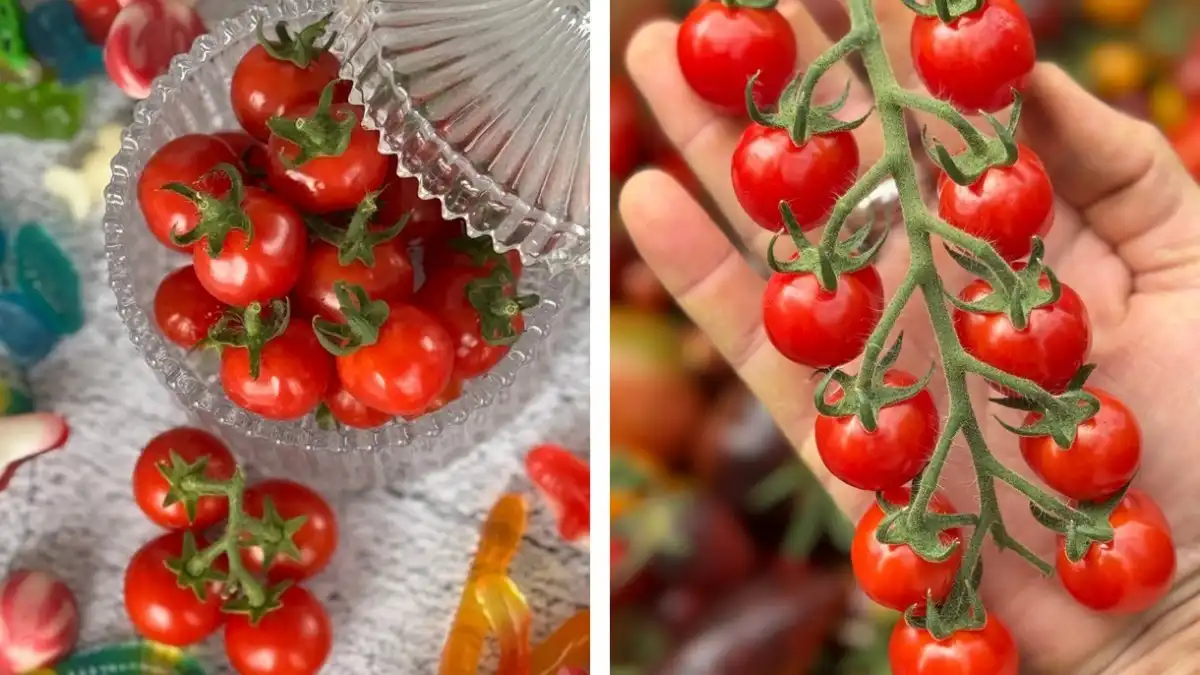 Фото:Thompson & MorganТомат черри Meltaway F1 от компании Thompson & Morgan без семечек и с желейной кожицей