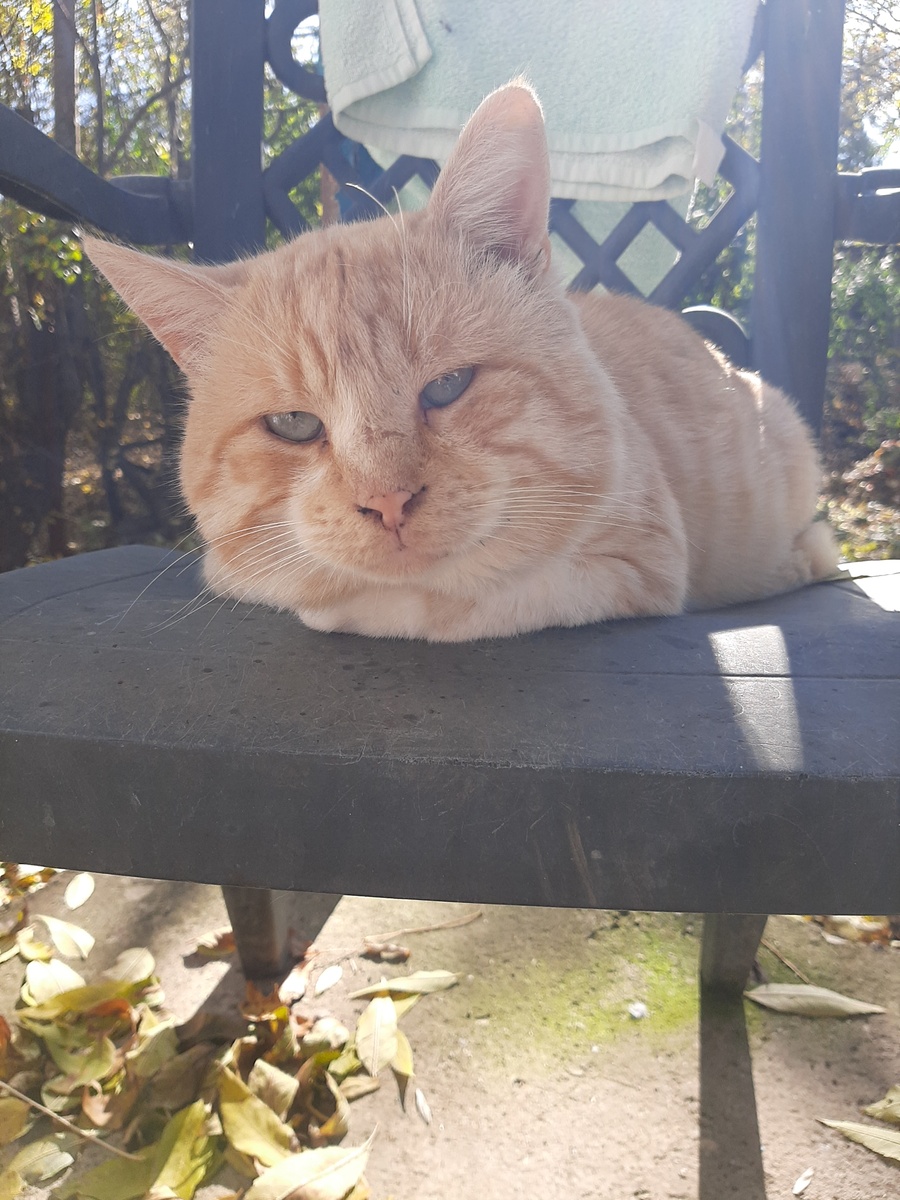 Прекрасный Солнышкин просто для красоты