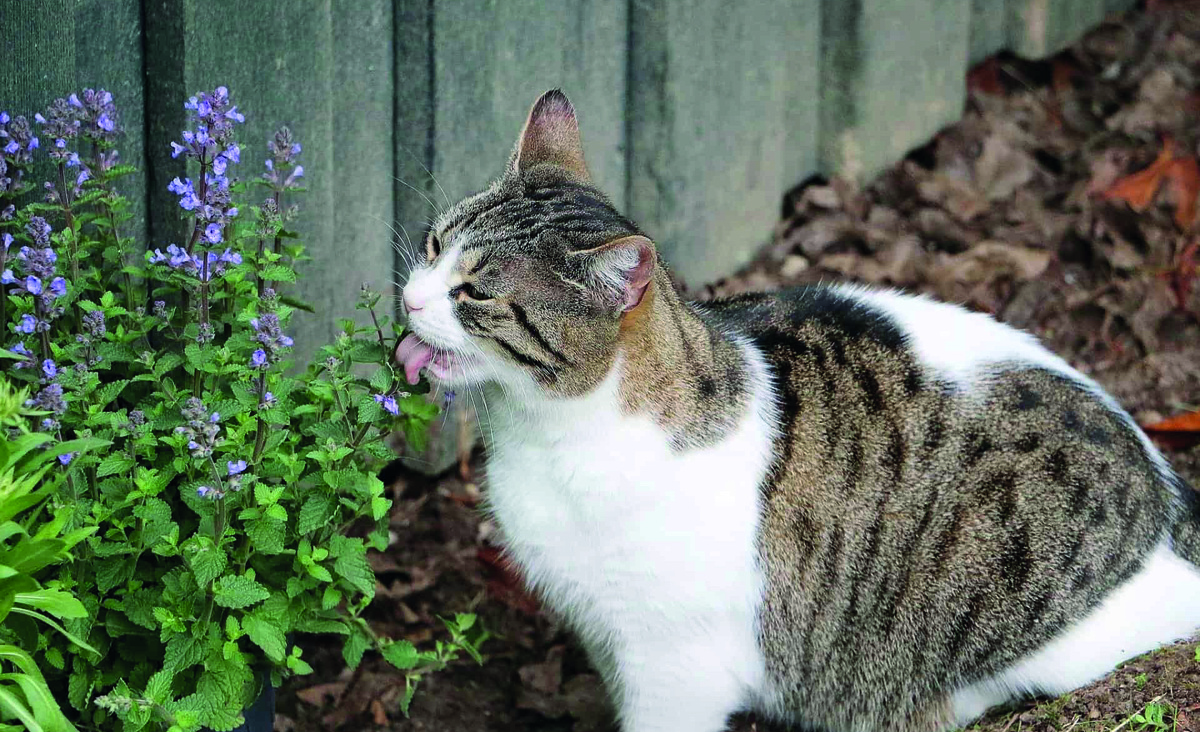 Кошки любят кошачью мяту, но не все. Фото - nmk.world