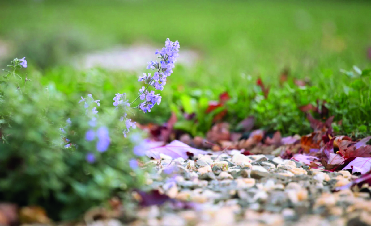 Кошачья мята. Фото - Unsplash.com