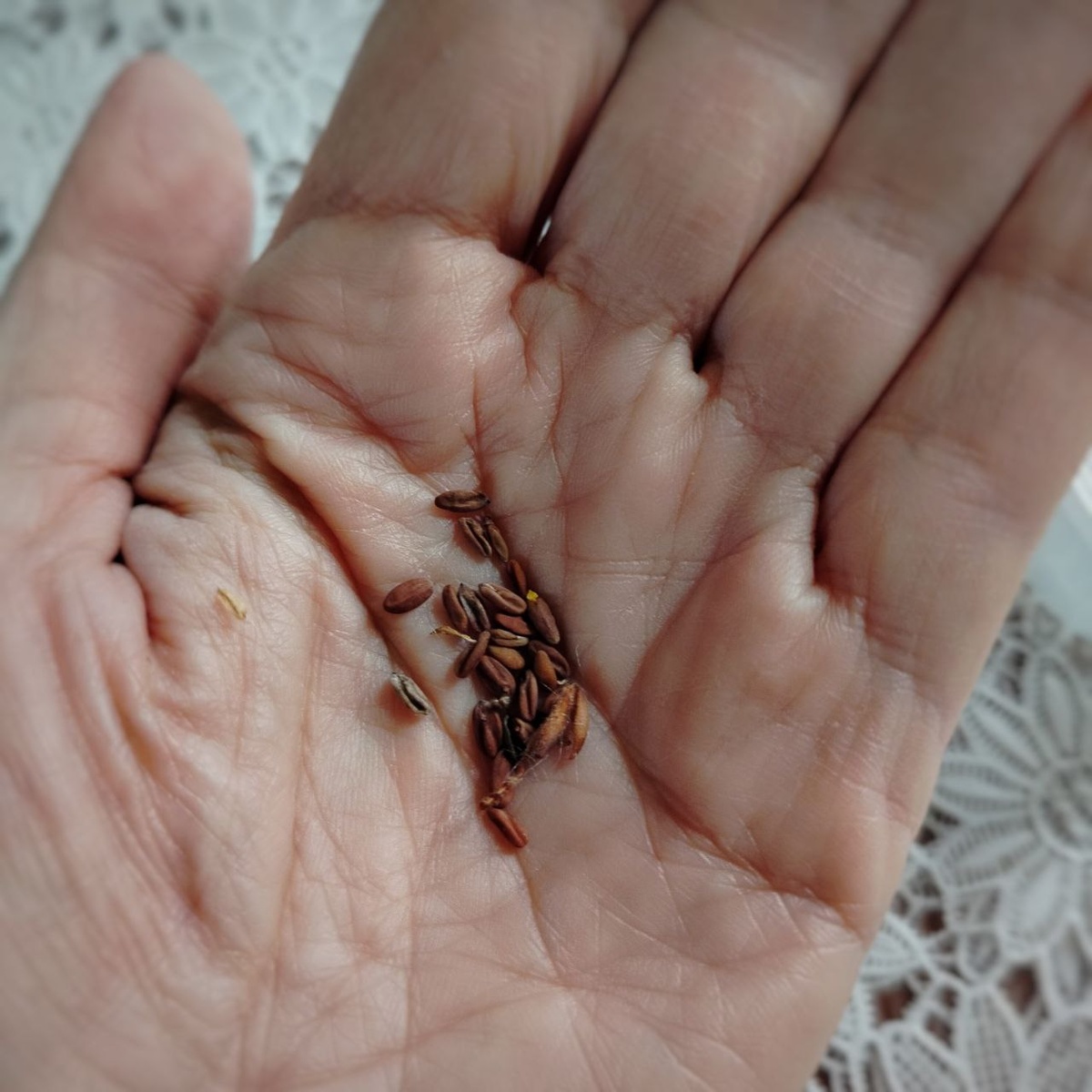 Семена пеларгоний - страшные тугодумы