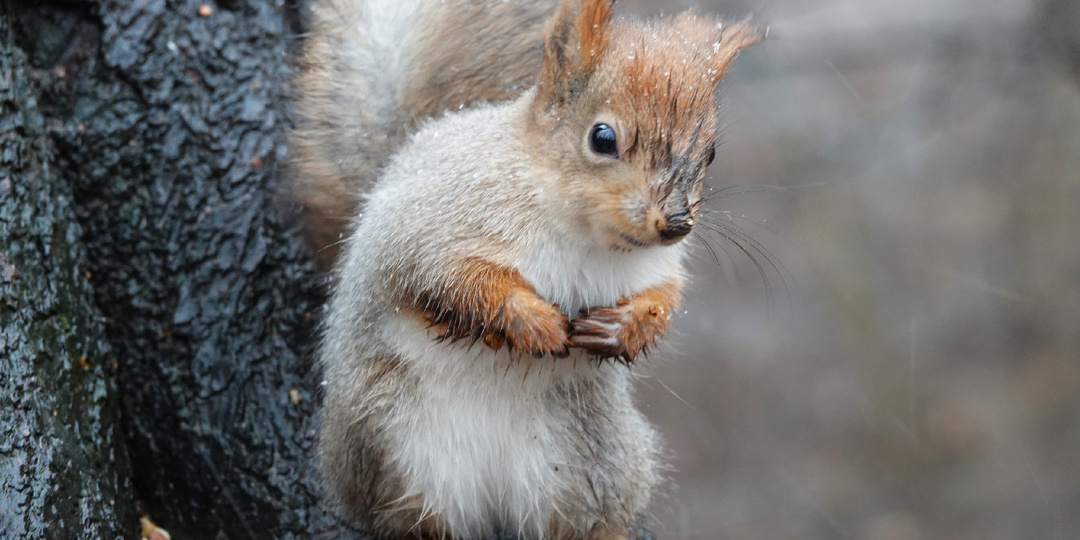 Фото. Белки. Лучшее, что успел наснимать за последнию декаду декабря