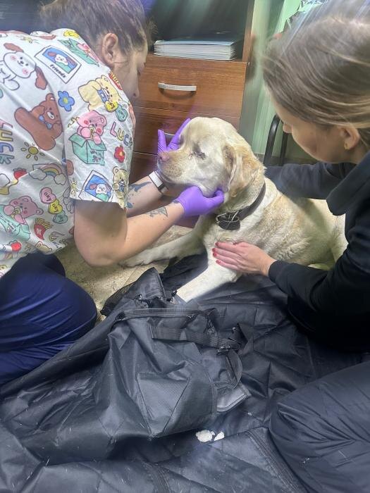 Найденная в деревне Голубово собака
Фото: приют «Лесопилка» в соцсети «ВКонакте»