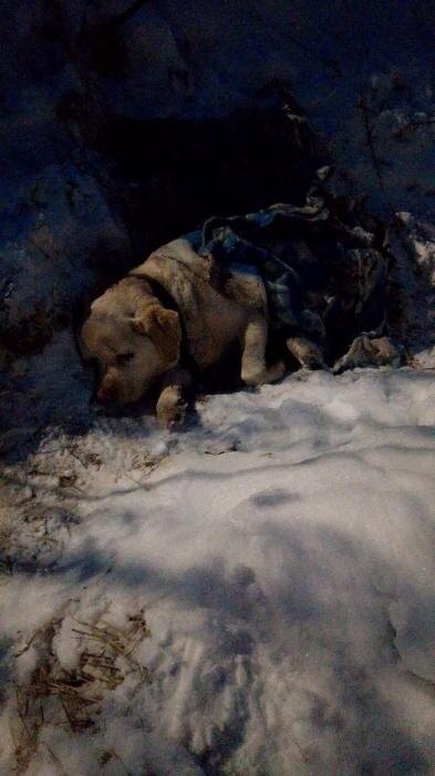 Найденная в деревне Голубово собака
Фото: приют «Лесопилка» в соцсети «ВКонакте»