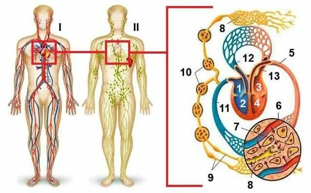 Взаимодействие лимфатической и иммунной систем в опорно-двигательном аппарате