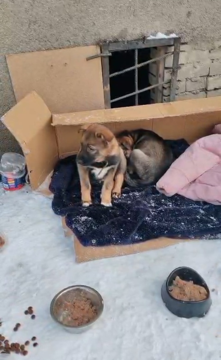 Фото, сделанное волонтёрами