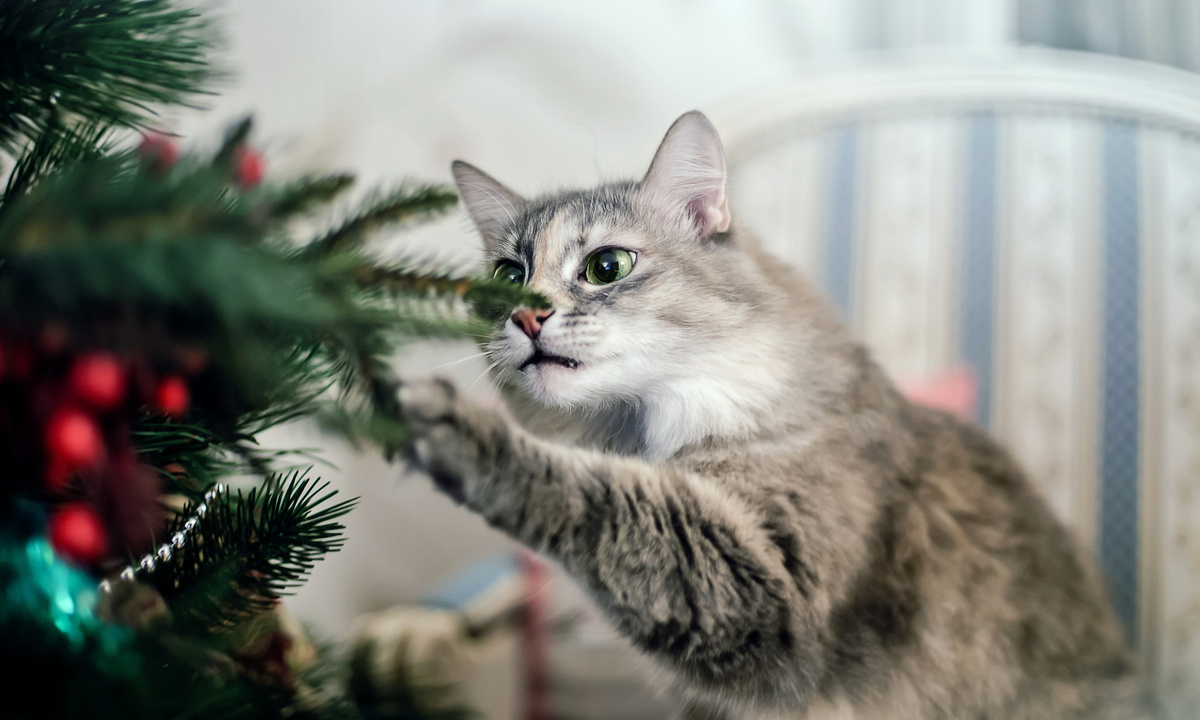 источник фото: https://n1s1.hsmedia.ru/d5/89/77/d58977131ade50f60ccecf29a7d72a42/1920x1152_0xac120003_13546097041605652221.jpg