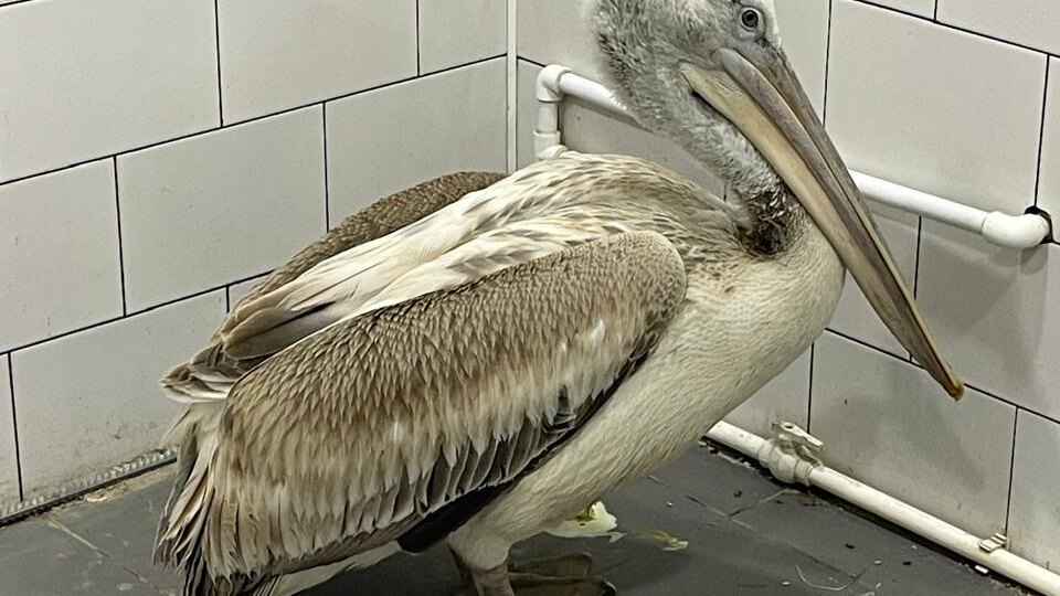 Замерзший пеликан с поврежденным крылом обрел дом в Ростовской области